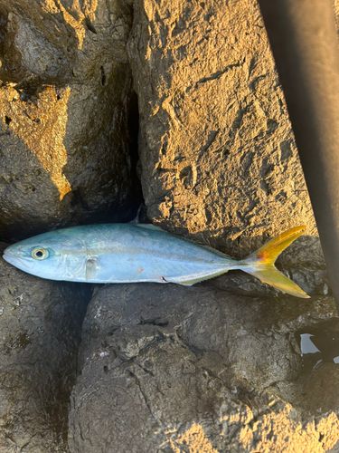 ツバスの釣果