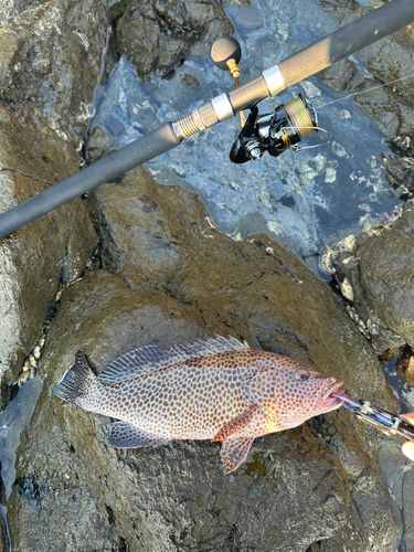 オオモンハタの釣果