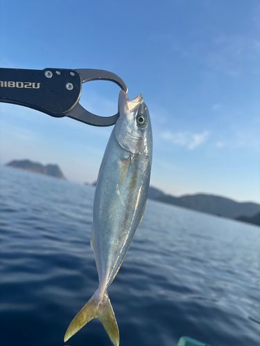 ツバスの釣果