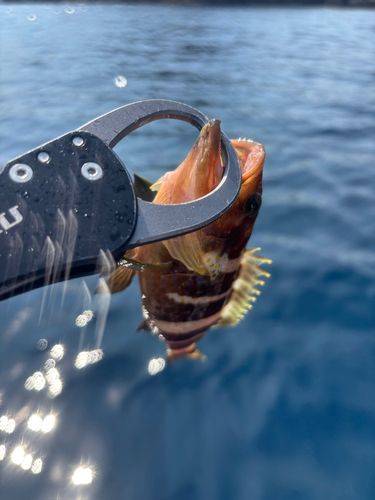 マハタの釣果