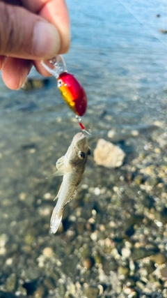 ハゼの釣果