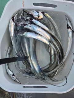 タチウオの釣果