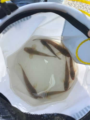 ハゼの釣果