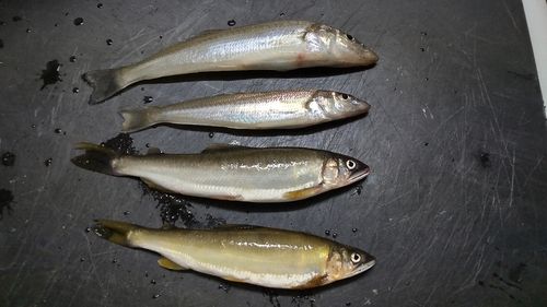 キスの釣果
