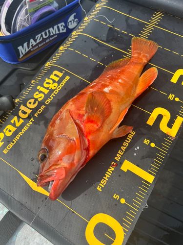 アカハタの釣果