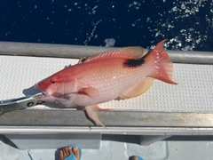 キツネベラの釣果