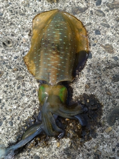 アオリイカの釣果