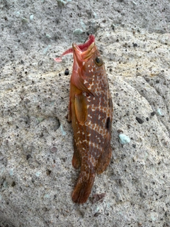 アコウの釣果