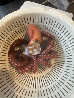 タコの釣果