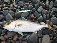 ショゴの釣果