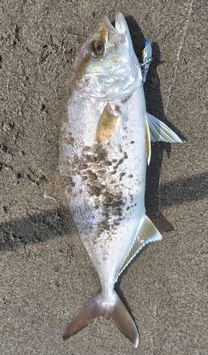 ショゴの釣果