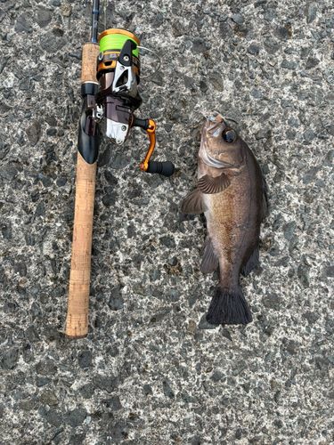 クロメバルの釣果