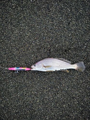 ニベの釣果