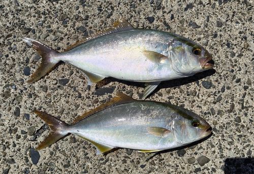 シオの釣果