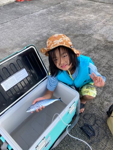 スマカツオの釣果