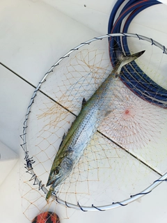サワラの釣果