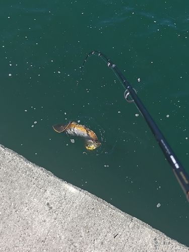 アカエイの釣果