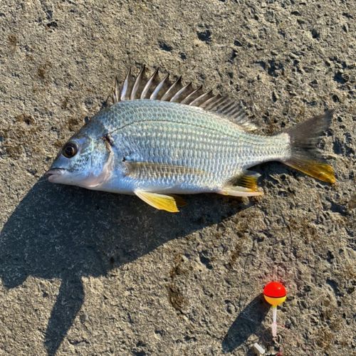 キチヌの釣果