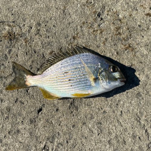 ヘダイの釣果