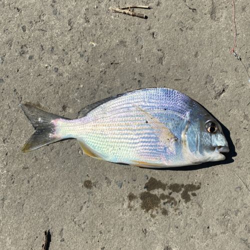ヘダイの釣果