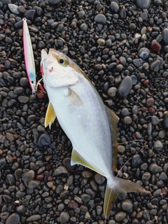 ネイリの釣果