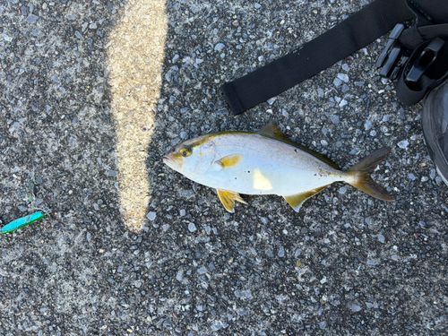 ショゴの釣果