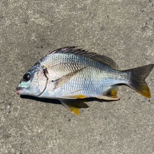 キチヌの釣果