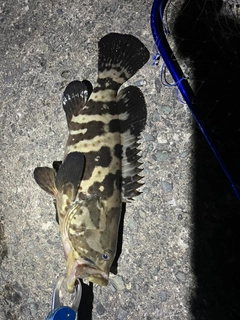 チャイロマルハタの釣果