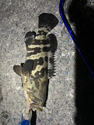 チャイロマルハタの釣果