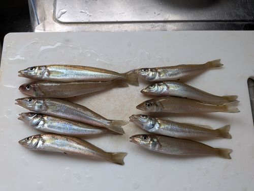 キスの釣果