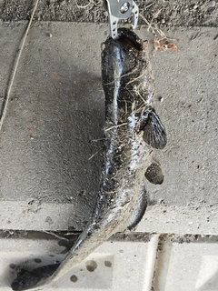 ニホンナマズの釣果