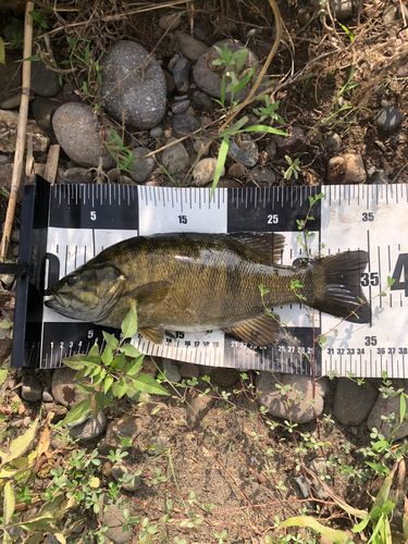 スモールマウスバスの釣果