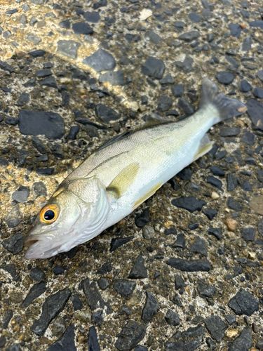 セイゴ（ヒラスズキ）の釣果