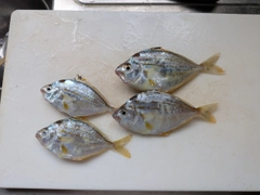 ヒイラギの釣果