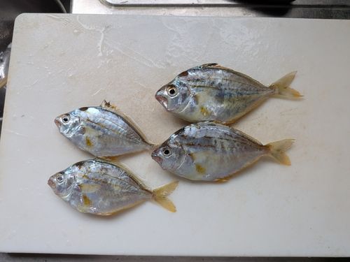 ヒイラギの釣果