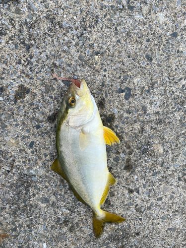 ショゴの釣果
