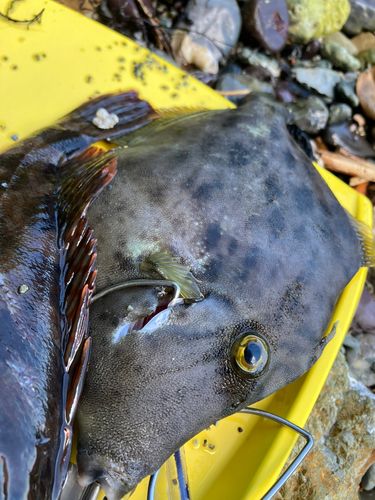 カワハギの釣果