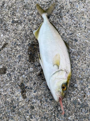ショゴの釣果