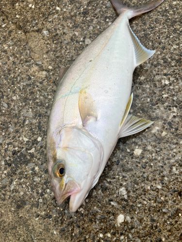 ショゴの釣果