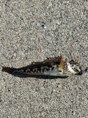 ハゼの釣果