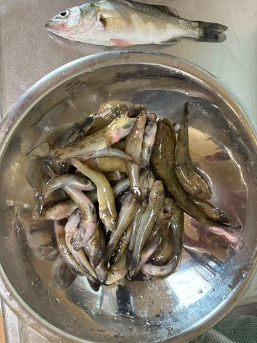 ハゼの釣果