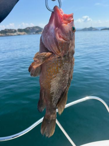 アコウの釣果