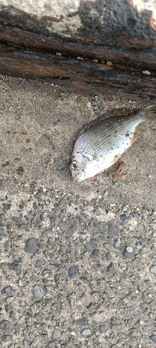 ヘダイの釣果