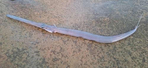 アオヤガラの釣果
