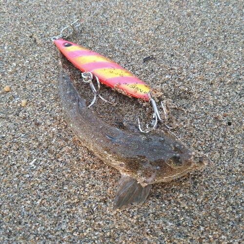 ネズミゴチの釣果