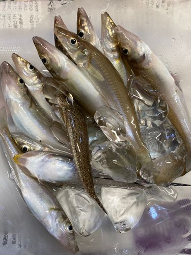 キスの釣果