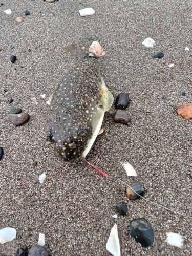 シロギスの釣果