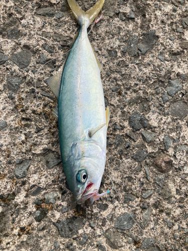 カマスの釣果