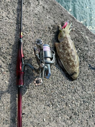モンゴウイカの釣果
