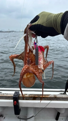 マダコの釣果